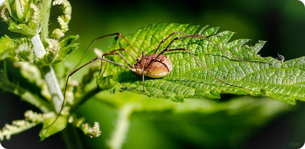 Сенокосцы (лат. Opiliones или Phalangida)