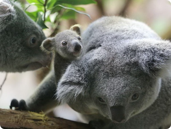 Детеныш коалы из зоопарка Дуйсбурга