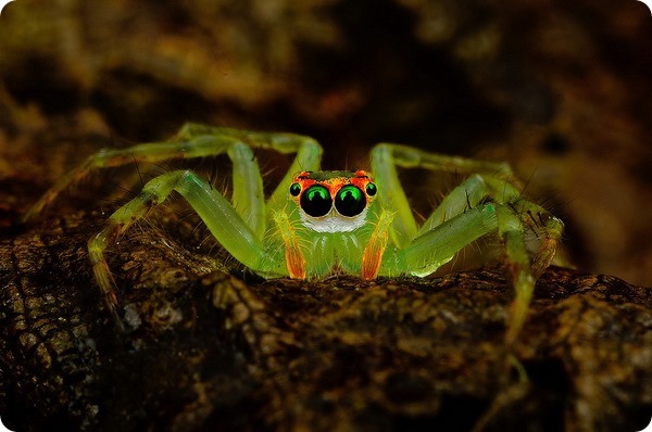 Картинки по запросу Гипнотизирующие макроснимки пауков от Джимми Конга
