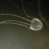 Медуза ируканджи
