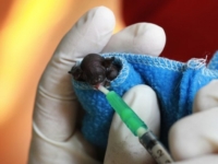 В зоопарке Окленда родились летучие мыши