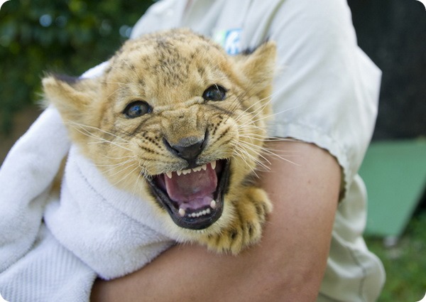 В зоопарке Майами выхаживают маленького львенка