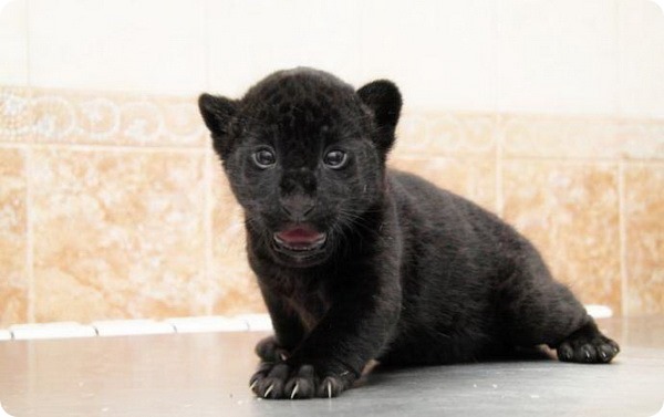 Ленинградский зоопарк показал черных детенышей ягуара