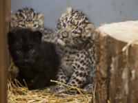 Маленькие амурские леопарды из зоопарка Праги