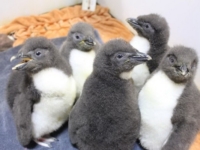 Аквариум Омахи представил птенцов хохлатого пингвина