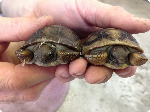 Детеныши гигантской черепахи из зоопарка Tulsa Zoo