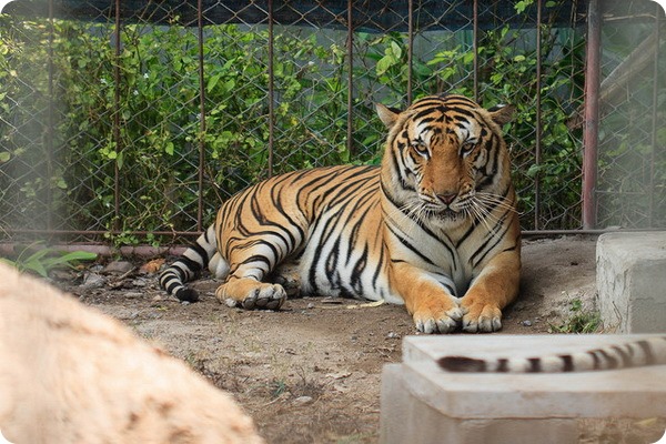 Зоопарк «Aquarium and Tiger Zoo» на Самуи