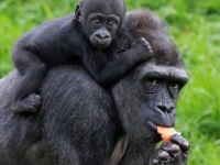 В зоопарке Белфаста подрастает детеныш гориллы