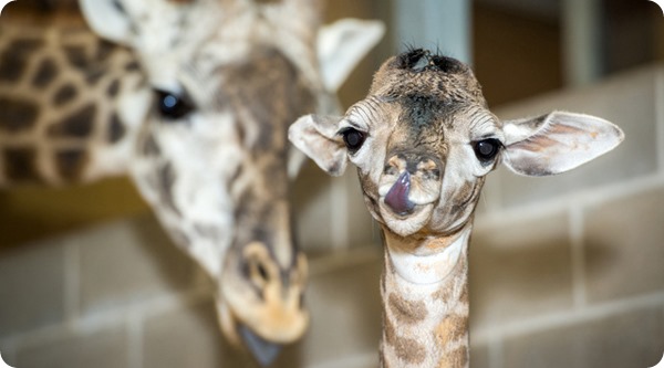 Хьюстонский зоопарк представил детеныша жирафа