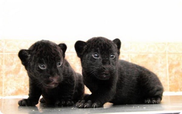 Ленинградский зоопарк показал черных детенышей ягуара