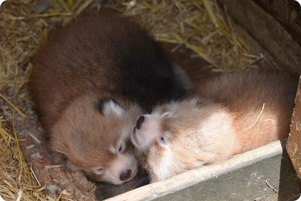 Зоопарк Окленда представил близнецов красной панды