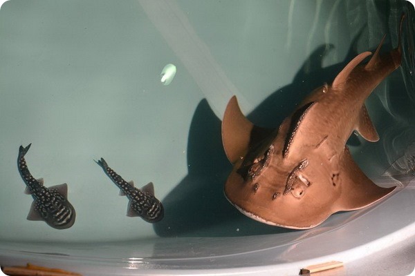 Детеныши акульего ската из аквариума Ньюпорта