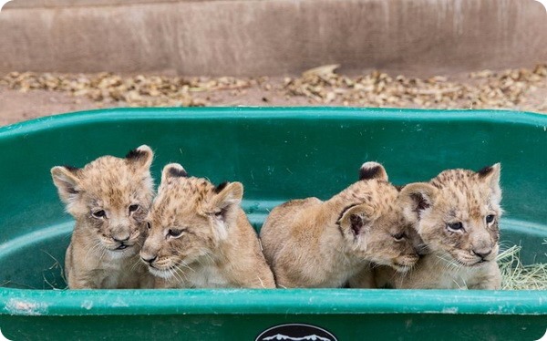 Зоопарк Рейд-Парк представил своих львят
