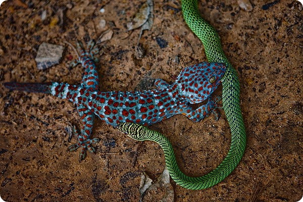 Геккон токи (лат. Gekko gecko)