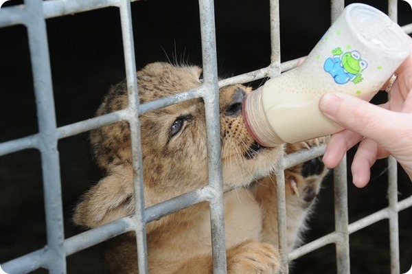 В зоопарке Майами выхаживают маленького львенка