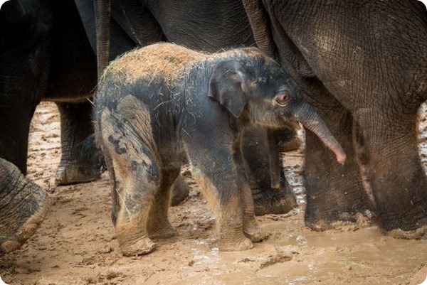В зоопарке Хьюстона родился азиатский слоненок