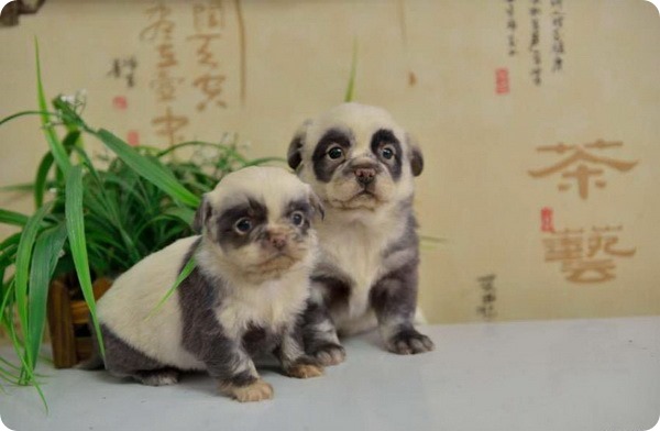 В Китае на свет появились необычные щенки