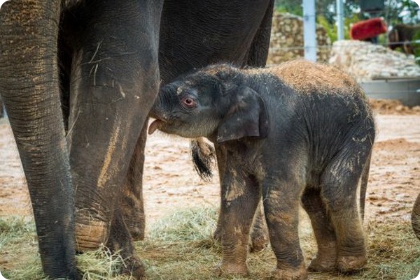 В зоопарке Хьюстона родился азиатский слоненок