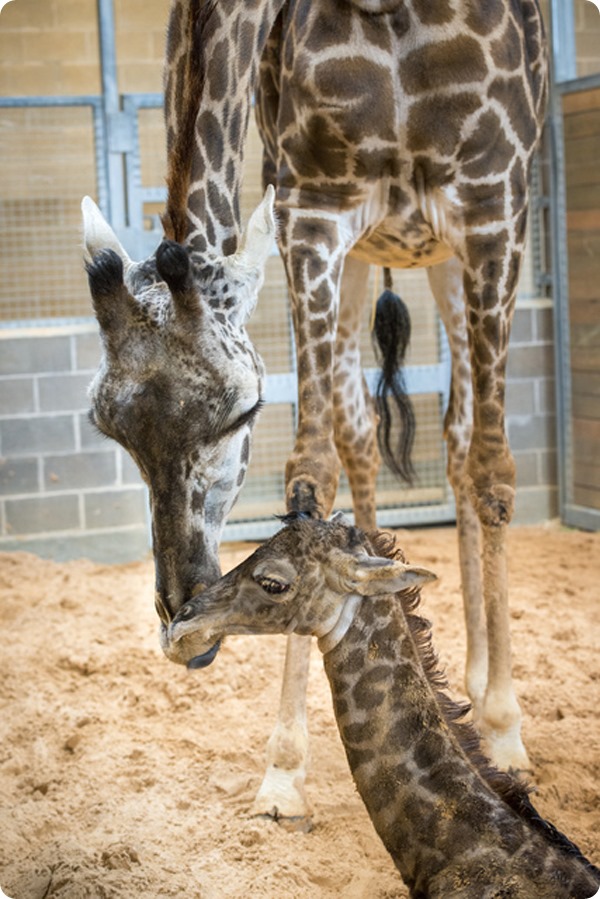 Хьюстонский зоопарк представил детеныша жирафа