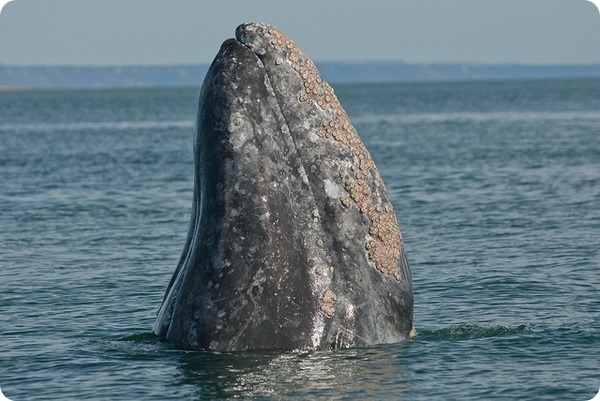 Серый кит (лат. Eschrichtius robustus)