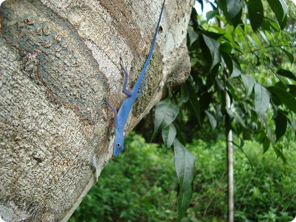 Голубой анолис (лат. Anolis gorgonae)