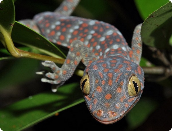 Геккон токи (лат. Gekko gecko)