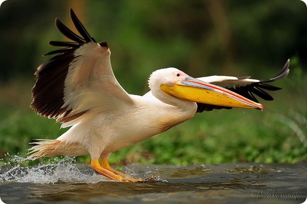 Розовый пеликан (лат. Pelecanus onocrotalus)