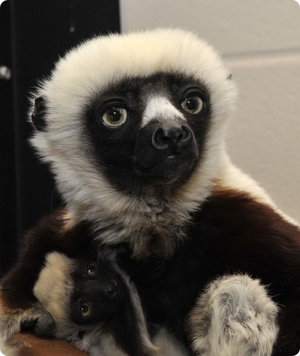 Ореховые сифаки из Duke Lemur Center
