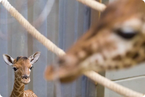 Жирафенок из зоопарка Бельгии