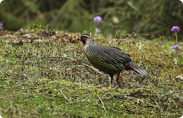 Кровавый фазан, или итагин (лат. Ithaginis cruentus)