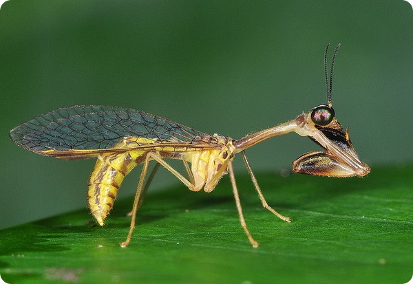 Мантиспы (лат. Mantispidae)