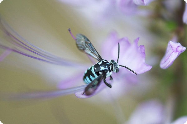 Неоновая пчела-кукушка (лат. Thyreus nitidulus)