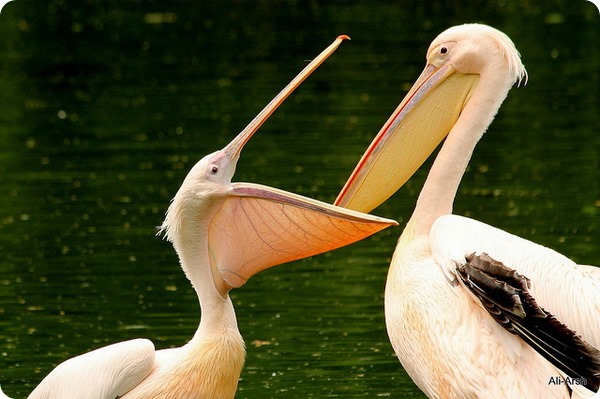 Розовый пеликан (лат. Pelecanus onocrotalus)