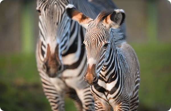 Детеныш редкой зебры Греви из зоопарка Честера