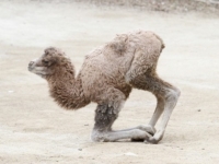 В зоопарке Цинциннати родился двугорбый верблюжонок