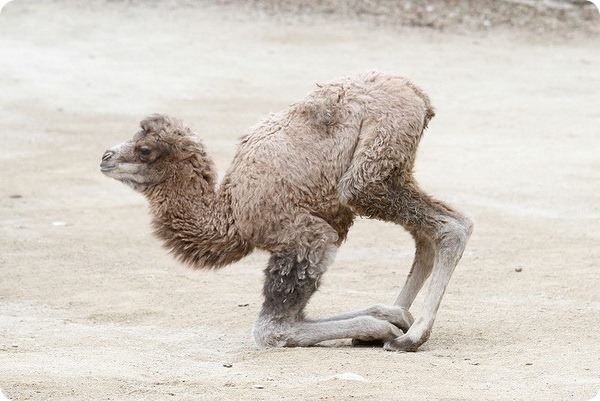 В зоопарке Цинциннати родился двугорбый верблюжонок