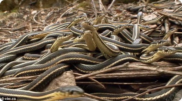 Змеиные ямы Нарсисса в Канаде