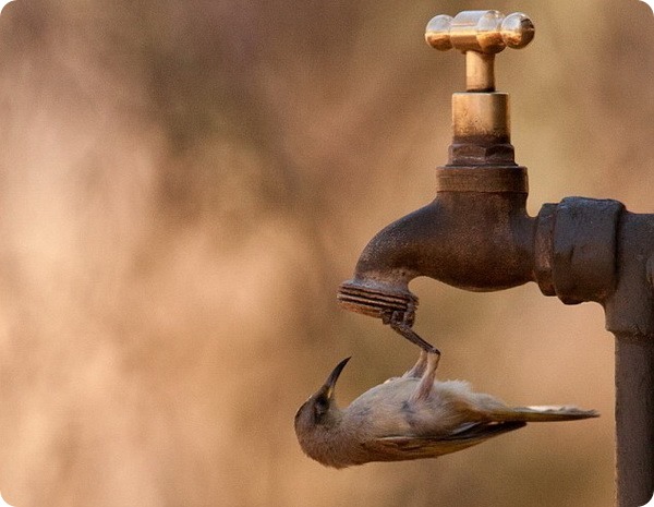 Австралийский медосос ловит каплю воды 