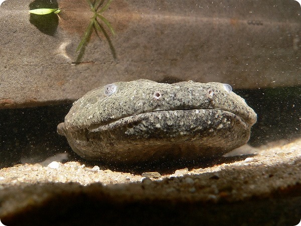 Аллеганский скрытожаберник (лат.Cryptobranchus alleganiensis)