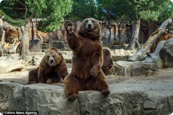 Веселый медведь из зоопарка Мадрида