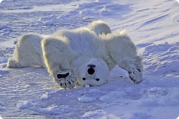 Белый медведь наслаждается отдыхом в Гудзоновом заливе