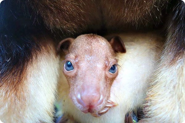 Зоопарк Таронга представил детеныша древесного кенгуру