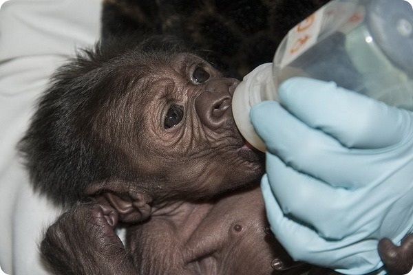 В зоопарке Сан-Диего родился детеныш гориллы