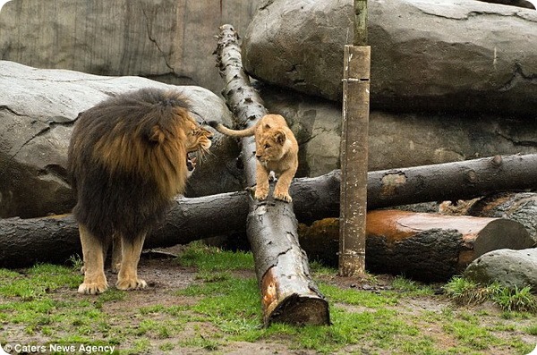 Лев-отец знакомится со своими львятами