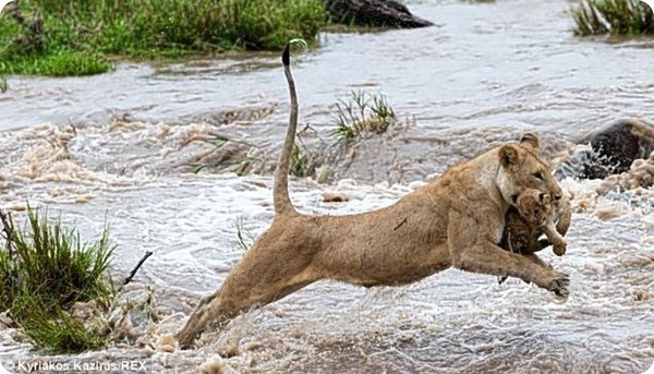 Львица переносит львенка через быструю реку