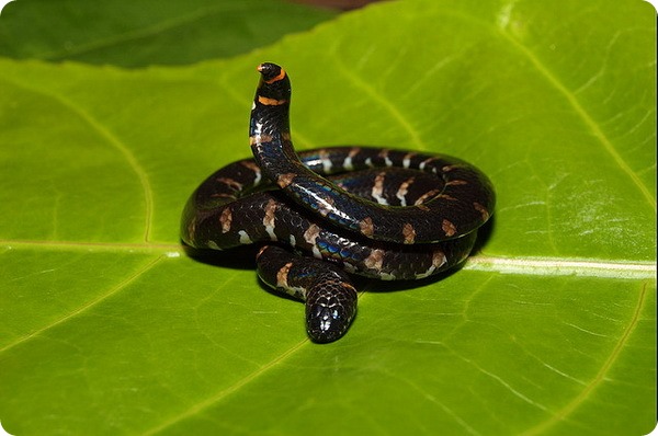 Красная цилиндрическая змея (лат. Cylindrophis ruffus)