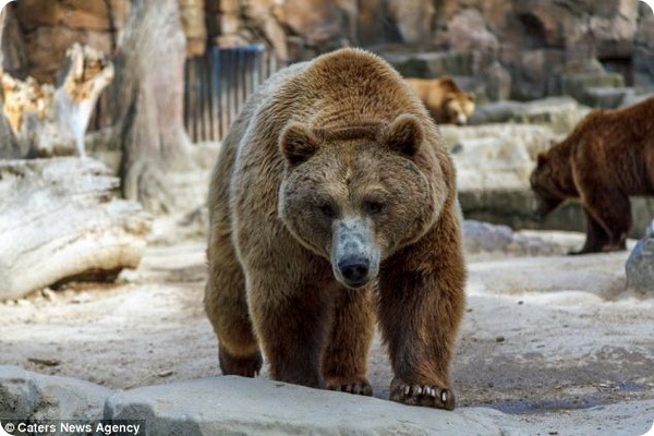 Веселый медведь из зоопарка Мадрида