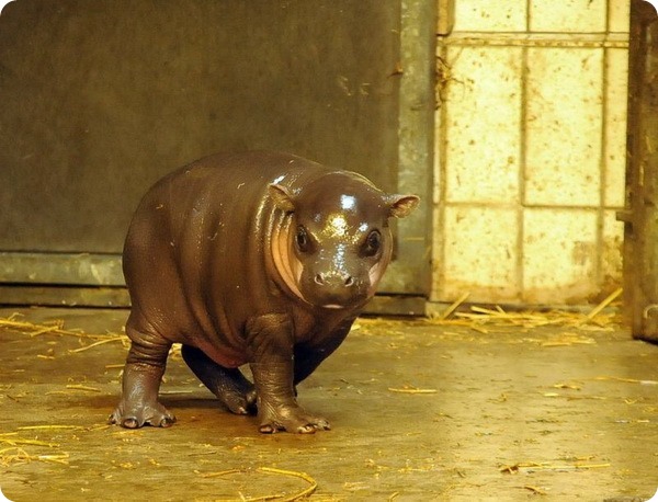 Зоопарк Бристоля представил карликового бегемота