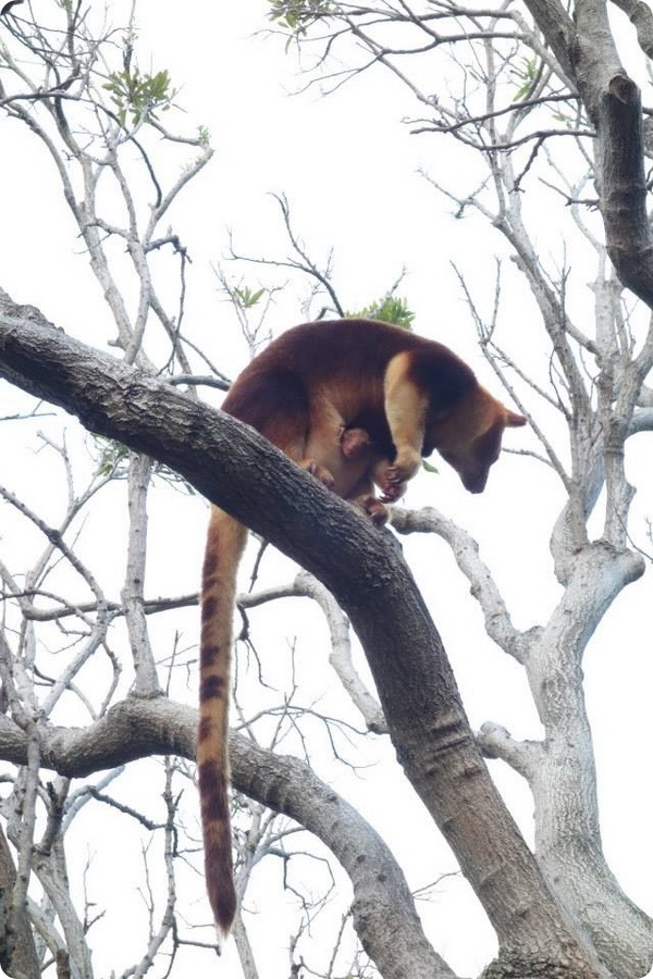 Зоопарк Таронга представил детеныша древесного кенгуру