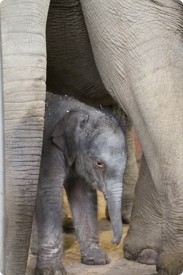 В зоопарке Туайкросс на свет появился новый слоненок